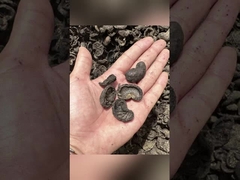 Maschine zur Herstellung von Pellets